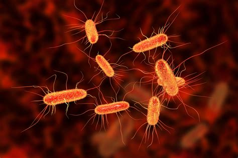 escherichia coli infection