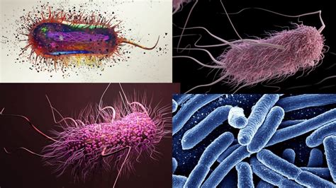 escherichia coli morphology