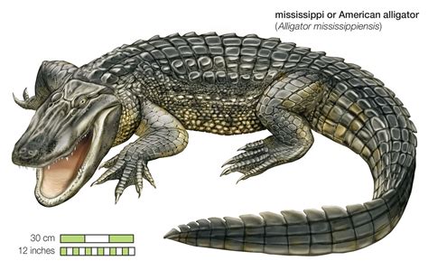 escorr alligator
