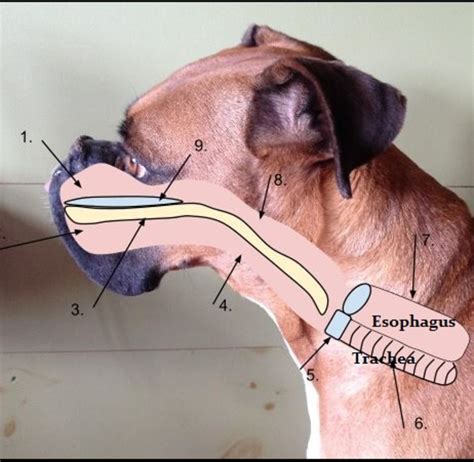 esophagus anatomy dog
