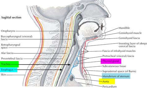 esophagus and trachea location
