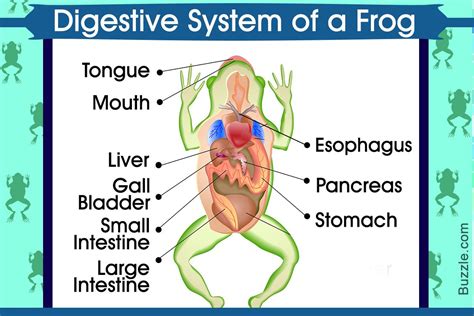 esophagus function frog