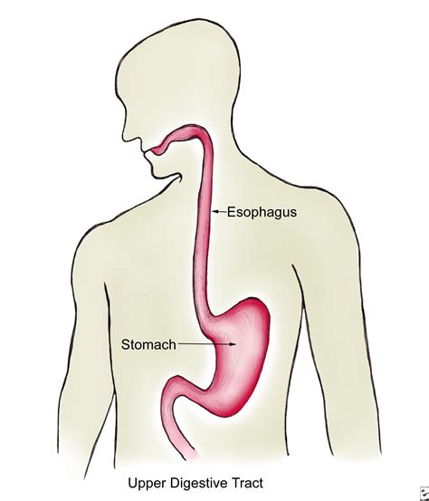 esophagus function in digestion