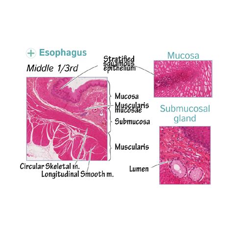 esophagus histology epithelium
