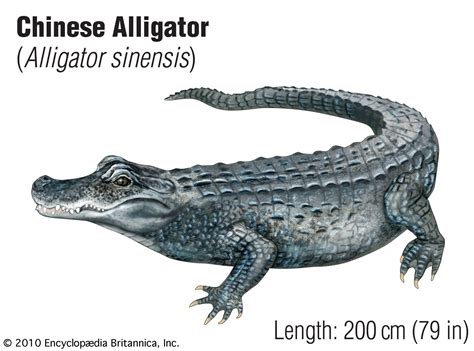 esort alligator