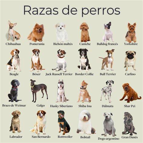 Estos 13 Datos De Los Perros Te Van A Sorprender. Pocas Personas Los