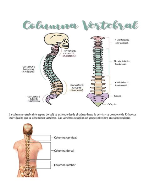 espina dorsal y columna vertebral