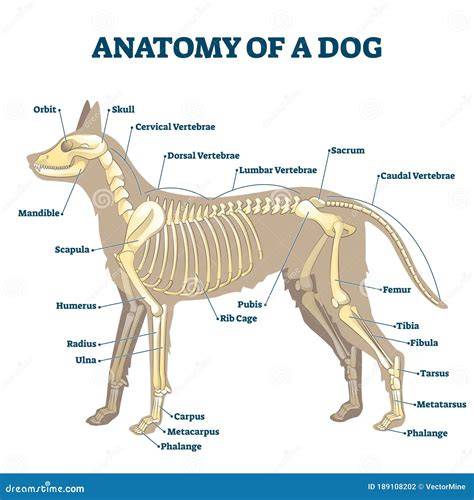 Anatomía Del Esqueleto De Perro Con Indicación Vectorial Del Esquema