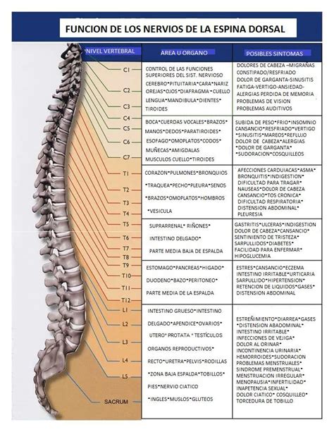 esquema de la espina dorsal