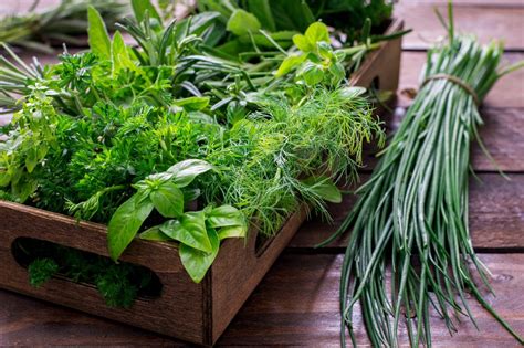essential kitchen garden herbs