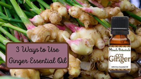 Essential Oil Ginger Root Use