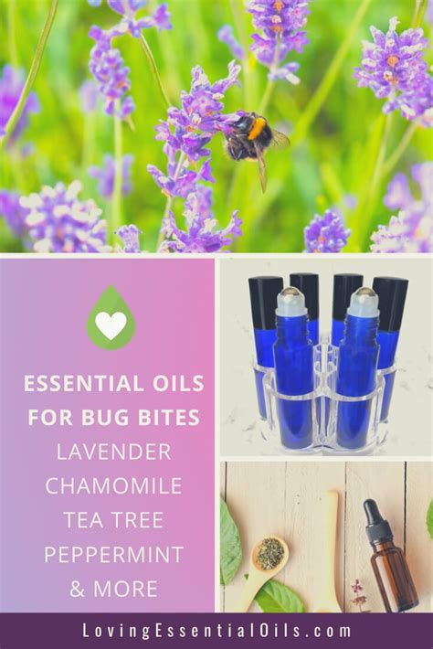 Essential Oils For Bug Bite Itch Relief
