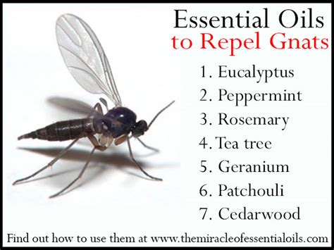 6 Things essential oils for gnats Pest Control Secrets