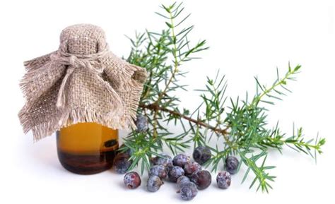 Essential Oils From Juniper