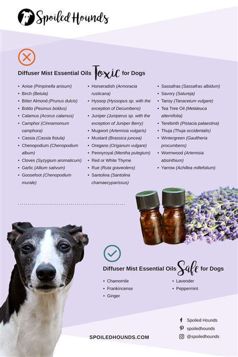 Essential Oils In Diffusers Bad For Dogs