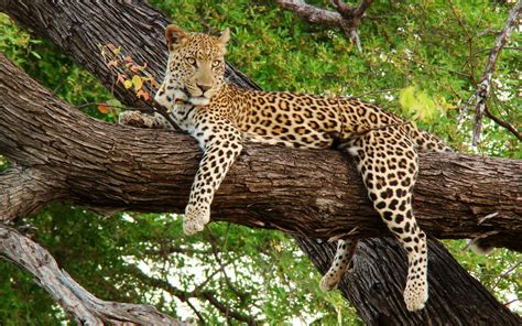 est ce que le leopard vie dans la savane