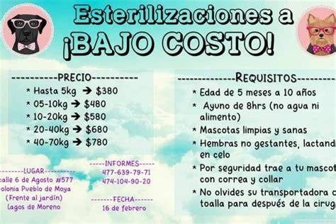 ¿Cuánto cuesta esterilizar un perro? LoveToKnow Perros, Protectora