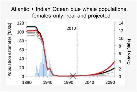 estimated blue whale population