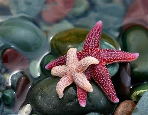 estrella de mar bonita