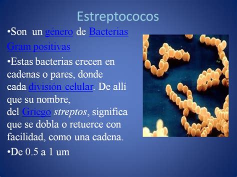 estreptococo que es