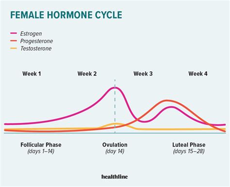 The Menstrual Cycle Phases of Your Cycle