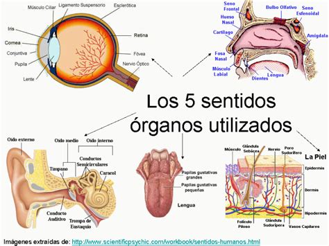 estructura de los organos de los sentidos
