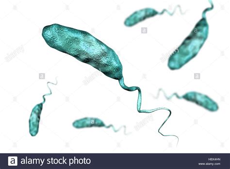 estructura de vibrio cholerae