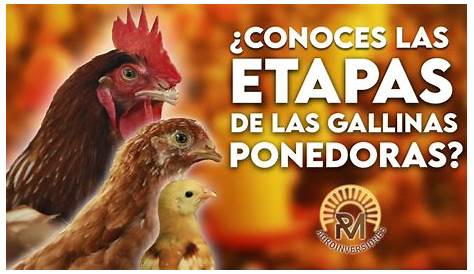 INTA: Curso de "Cria de gallinas ponedoras" gratuito y online