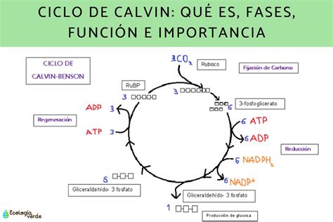 etapas del ciclo de calvin