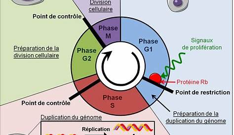 Image tst2s_bio12i01 - Cycle cellulaire - Réviser le cours - Biologie