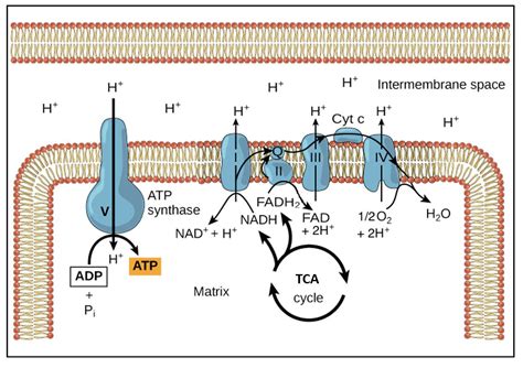 Etc Cycle Biochemistry