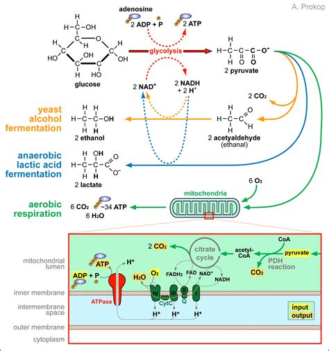 Ethanol Fermentation Enzymes