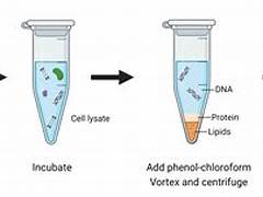 Ethanol Treatment of DNA