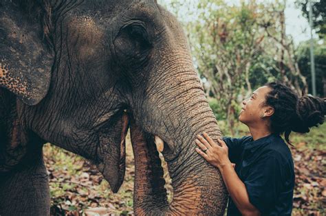 Ethical elephant interactions