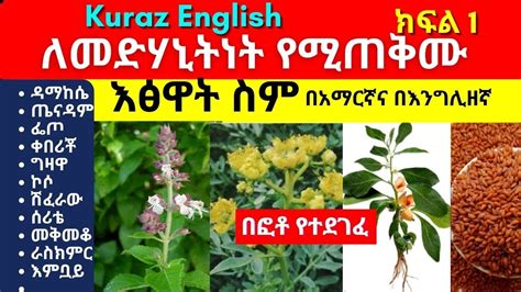 ethiopian traditional medicinal plants