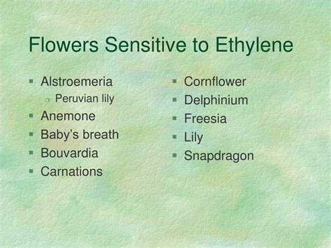 Ethylene Sensitive Flowers