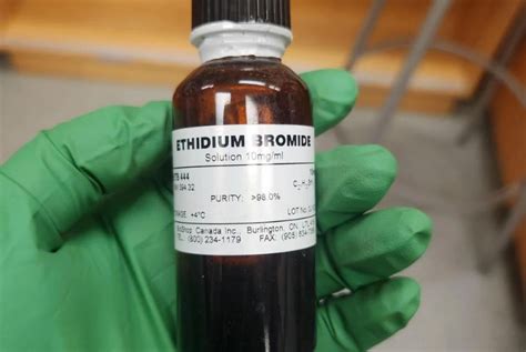 etidium bromida