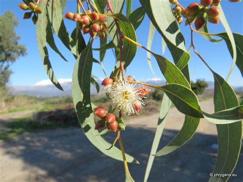 eucalyptus camaldulensis dehnh