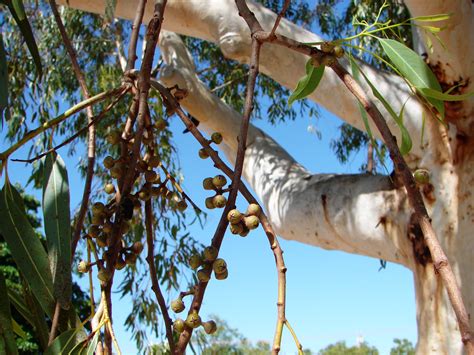 eucalyptus camaldulensis fact sheet