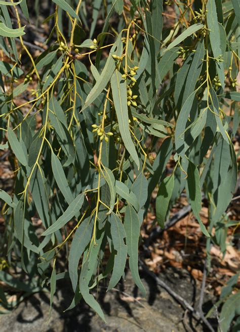 eucalyptus camaldulensis obtusa