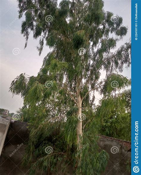 eucalyptus camaldulensis scientific name