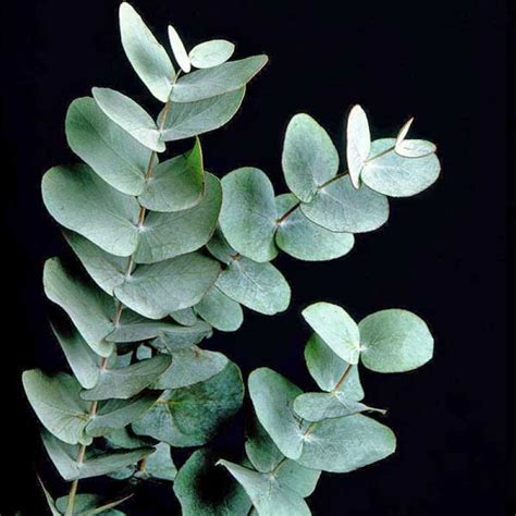 eucalyptus cinerea