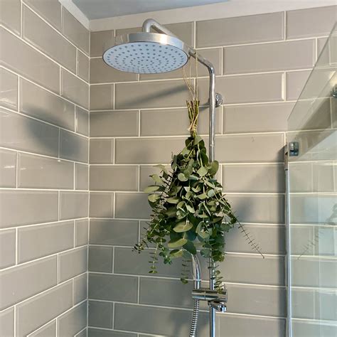 Eucalyptus For Shower Uk