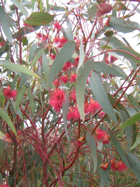 eucalyptus genus and species