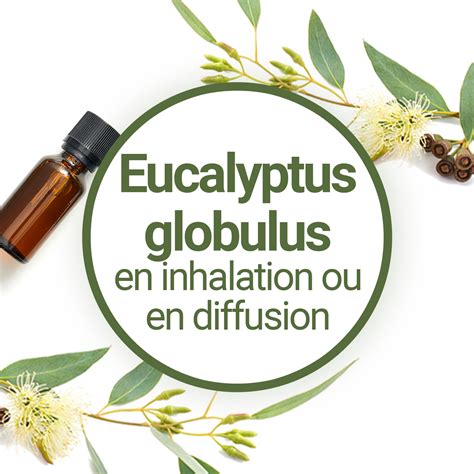 eucalyptus globulus inhalation