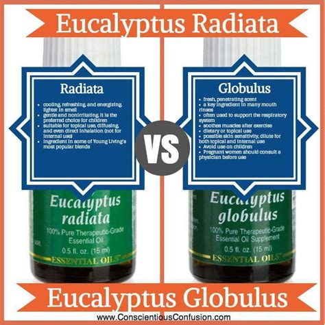 eucalyptus globulus vs eucalyptus radiata