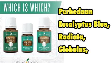 eucalyptus globulus vs radiata essential oil