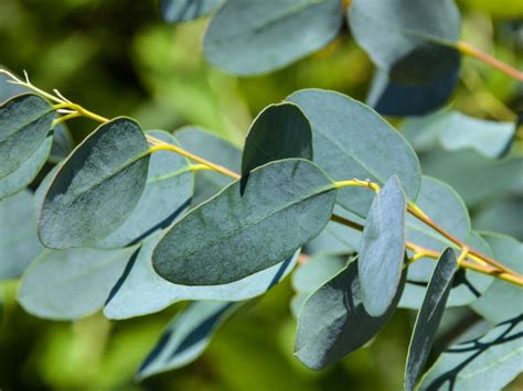 eucalyptus leaves images