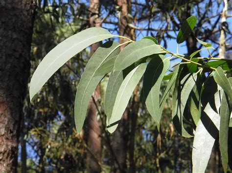 eucalyptus leaves poisonous
