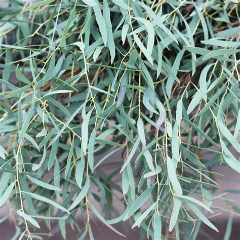 eucalyptus nicholii seeds